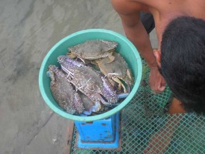 live-being-weighed-alimasag