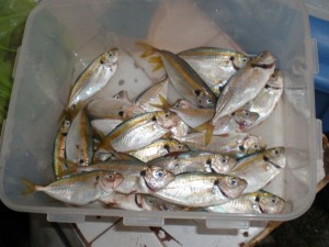 small-fish