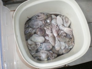 small-octopus
