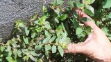Tawa Tawa weed: The cure for dengue fever