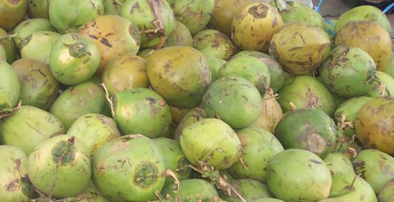 A bunch of coconuts