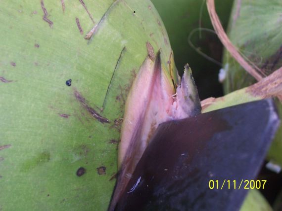 pink coconut closeup