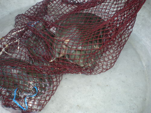 3 soft shell turtles in a net