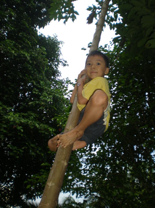 cush-climbs-papaya-tree