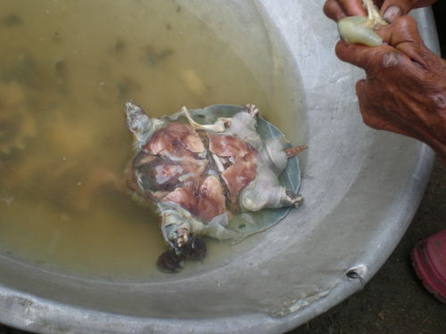 Soft Shell Turtle Boiled