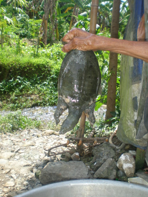 Soft Shell Turtle Top Side