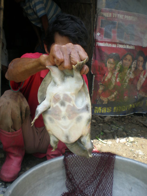 Soft Shell Turtle Underside