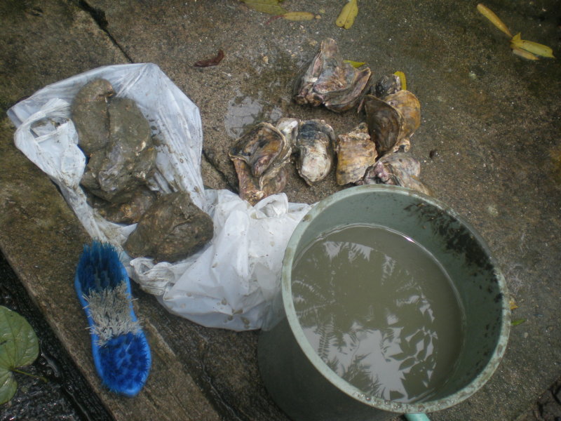 brushing-oysters Materials for washing oysters: a pail of water and a brush