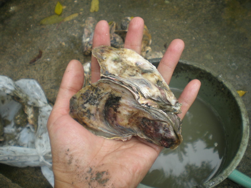oyster-clean The oyster is now clean