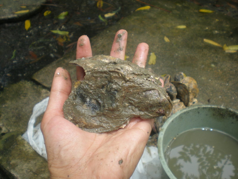 A muddy live oyster