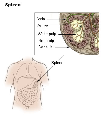 from-wikipedia-Illu_spleen